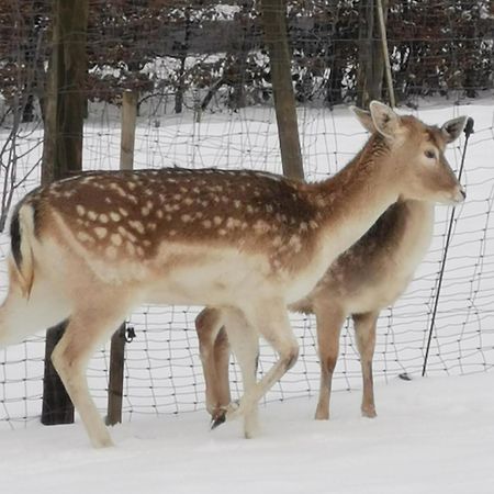 Herzfennerhof Mobilheim Auw bei Prum Exteriör bild